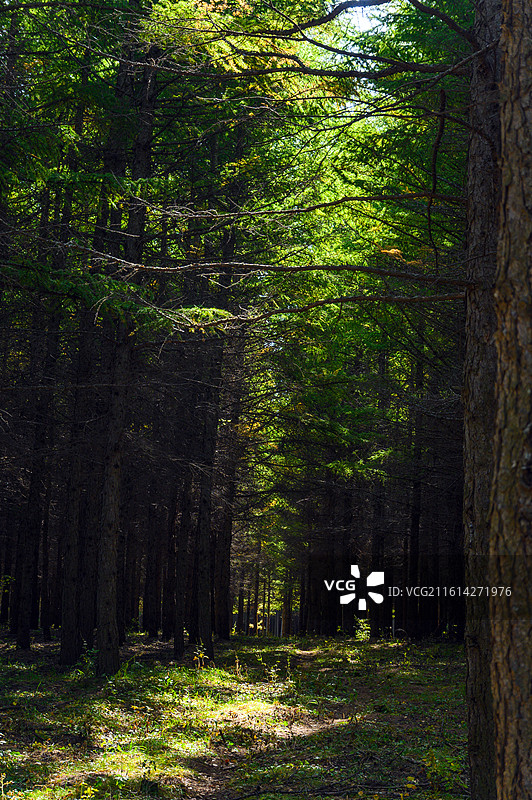 阳光下的森林松林自然图片素材