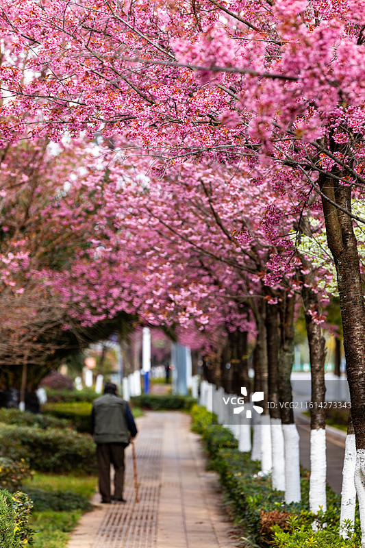盛开的樱花树景观图片素材