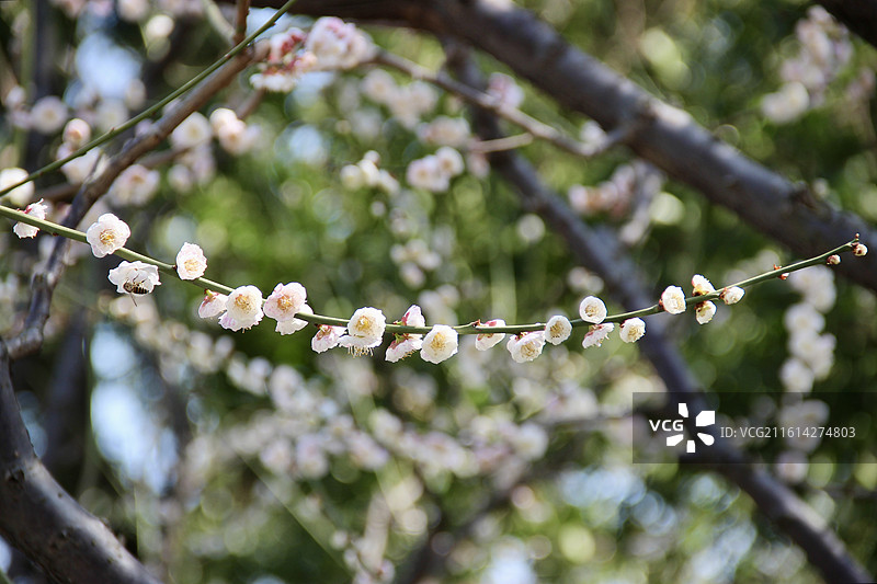 上海静安雕塑公园粉色梅花图片素材