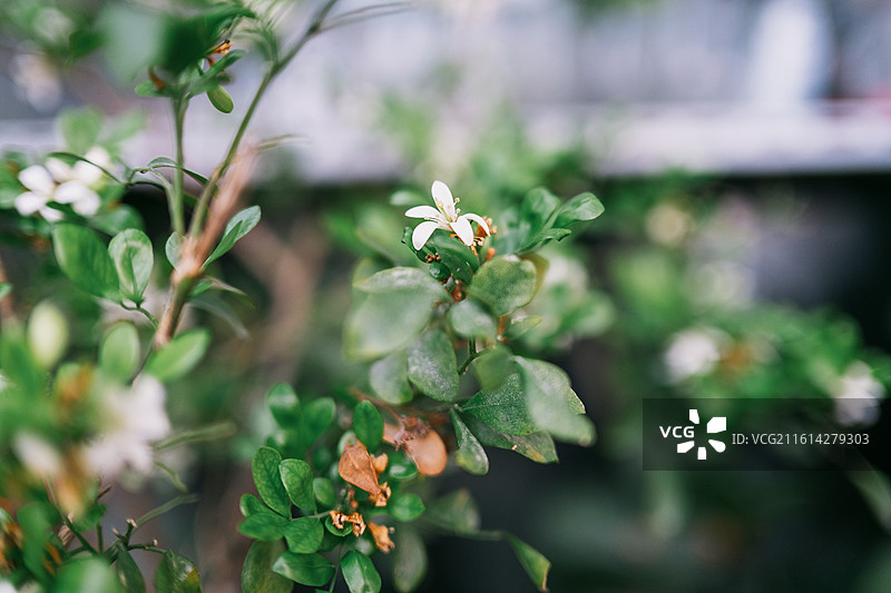 白色开花植物特写镜头图片素材