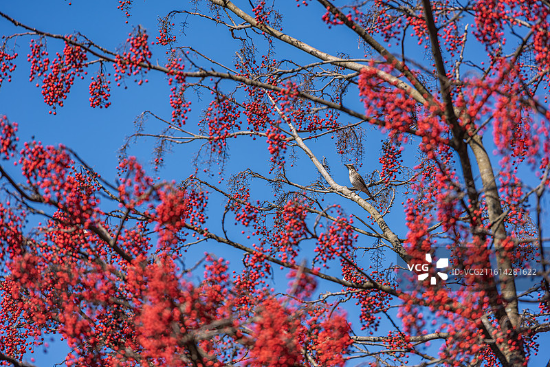 红果枝头鸟栖息 冬日红果与飞鸟图片素材