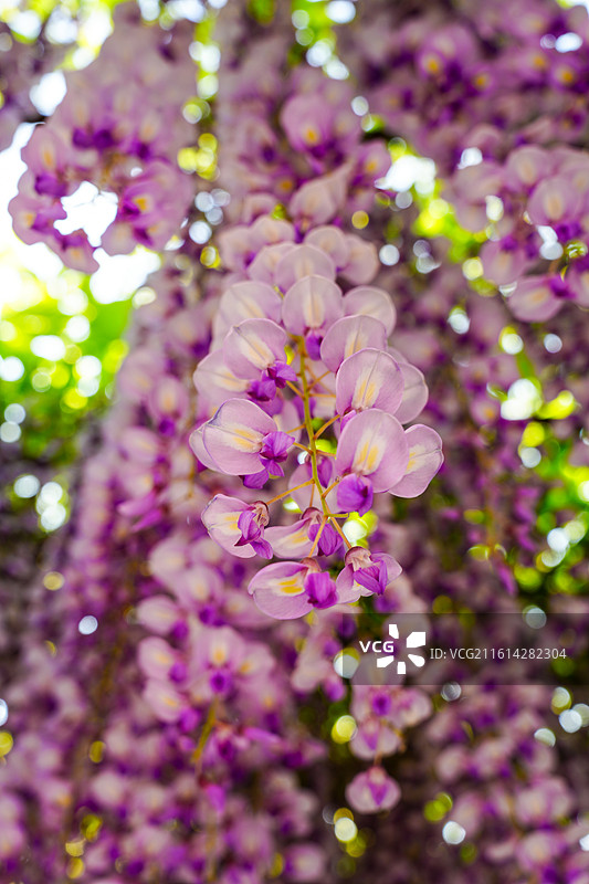 北京玉渊潭公园4月紫藤花盛开图片素材