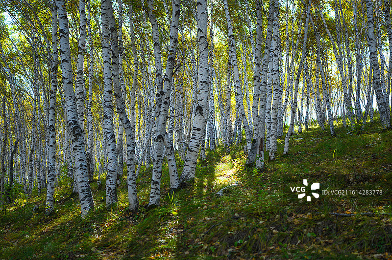 秋季草原白桦林景色图片素材