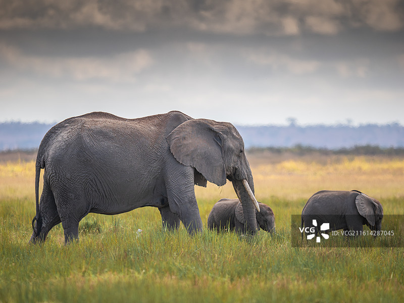 荒野母子图片素材