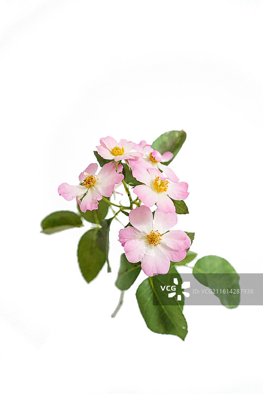 “福禄考梅迪兰”：白色背景下的粉白渐变多头小花卉特写图片素材