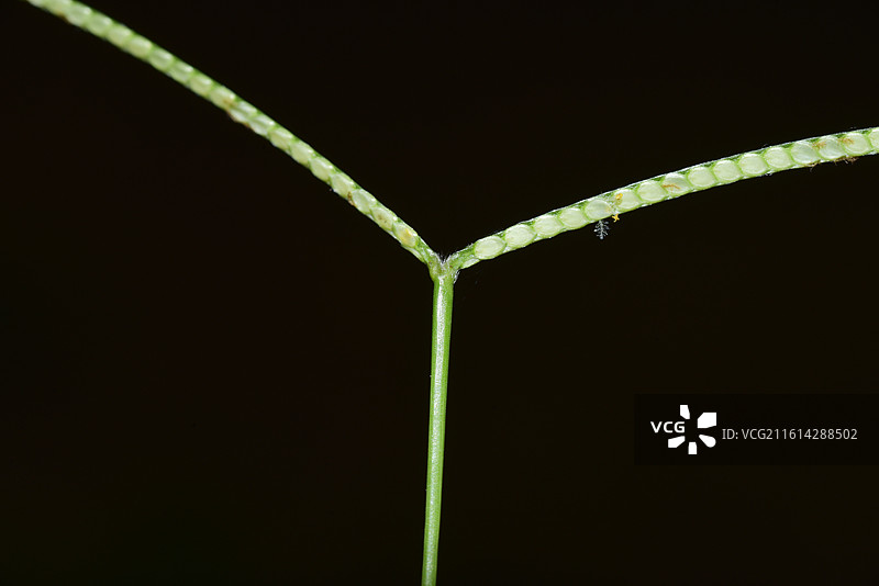 中国植物-Paspalum conjugatum 两耳草图片素材