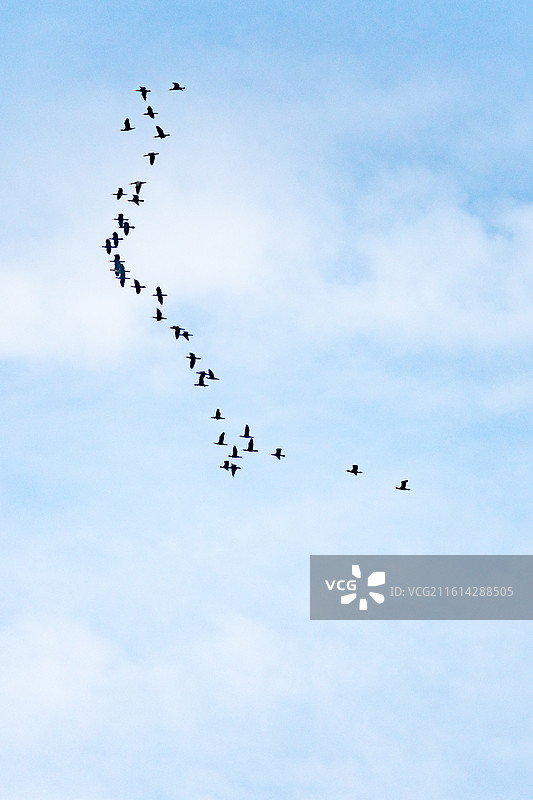 济南千佛山鸟瞰天空的低角度群鸟飞行瞰图图片素材