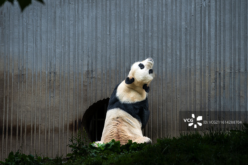 四川卧龙中华大熊猫苑的熊猫宝宝图片素材