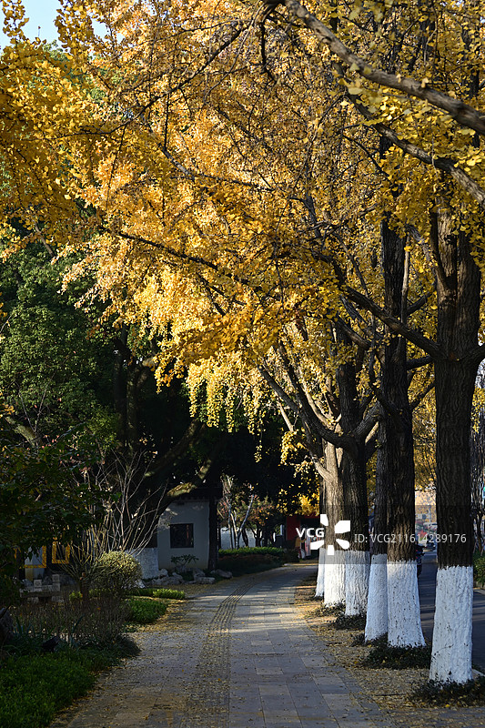 苏州道前街银杏黄叶图片素材