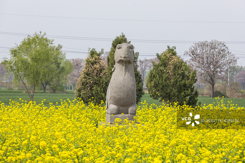 河南省巩义市，北宋皇陵永泰陵的石像生，春天的油菜花，第二批全国重点文物保护单位图片素材