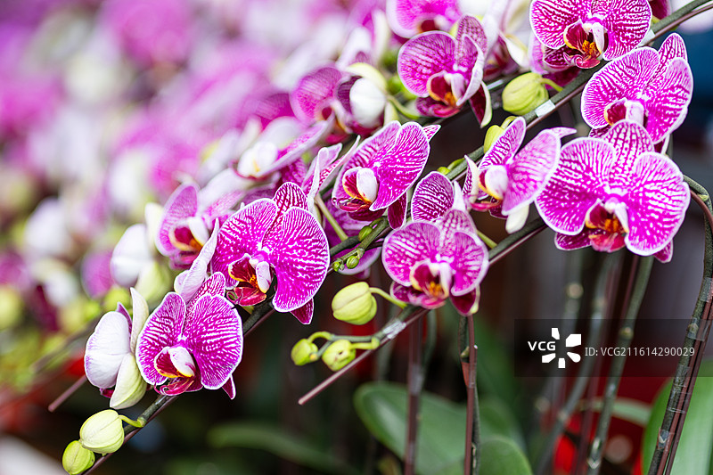 广东春节花街蝴蝶兰图片素材