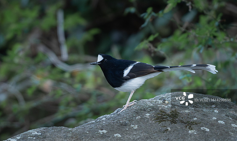 白冠燕尾图片素材