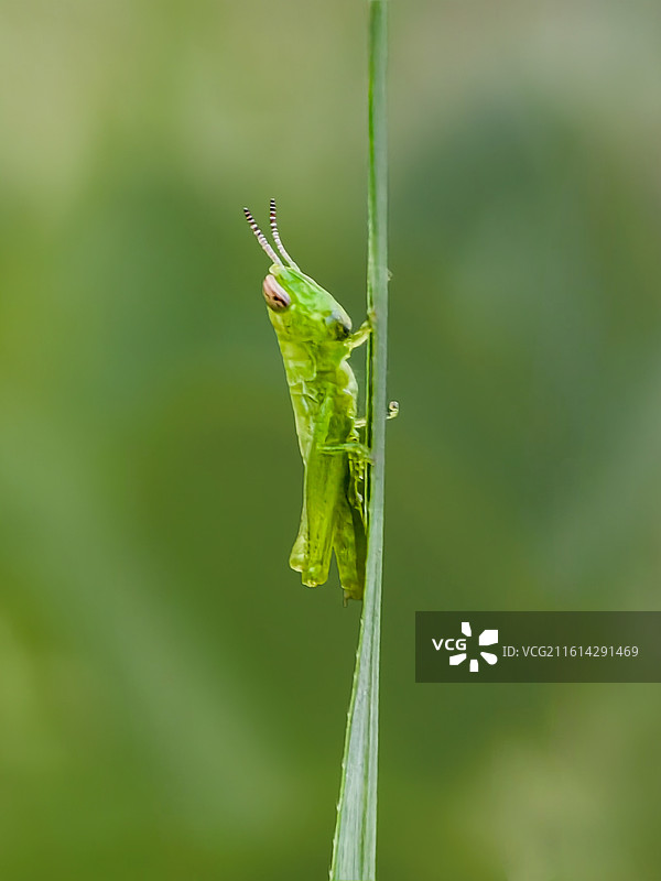 草秆上的绿衣小骑士图片素材