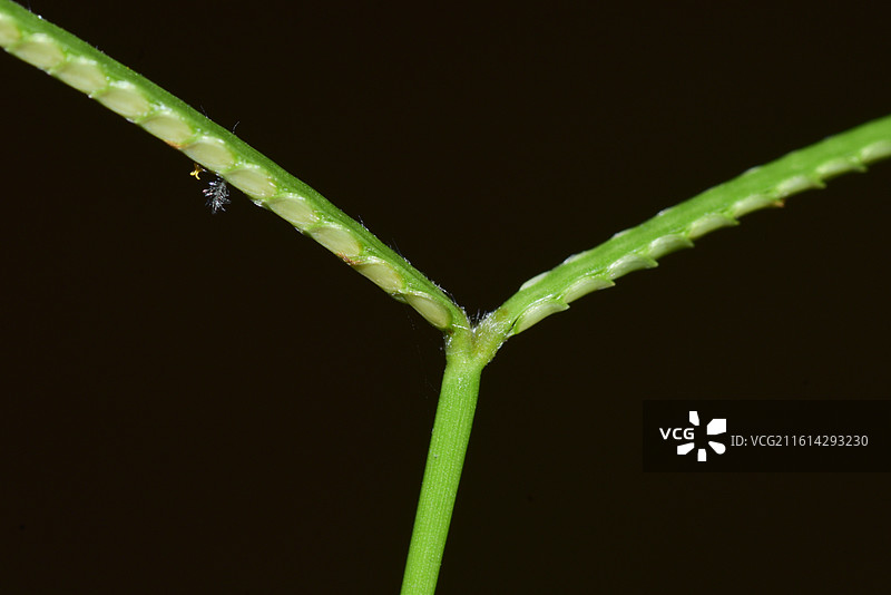 中国植物-Paspalum conjugatum 两耳草图片素材