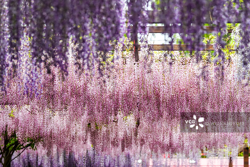 北京玉渊潭公园4月紫藤花盛开图片素材