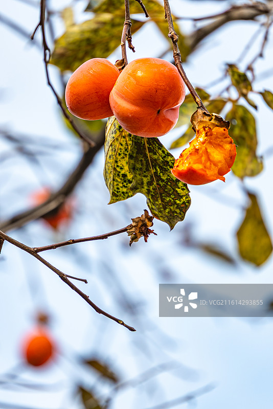 济南佛惠山公园挂在树上的柿子的低角度视图图片素材