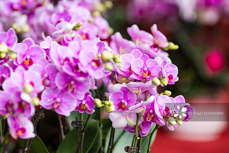 广东春节花街蝴蝶兰图片素材