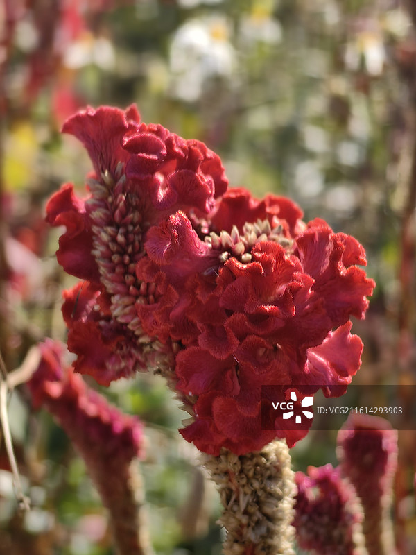 鸡冠花图片素材