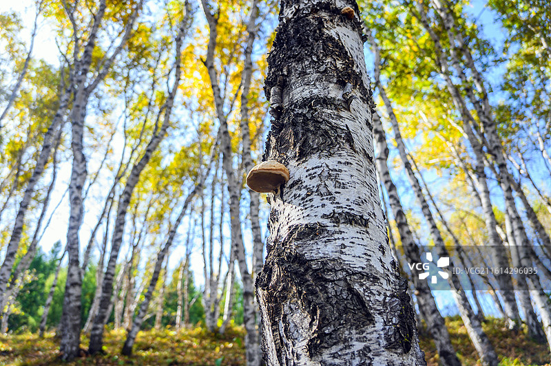 秋季草原白桦林景色图片素材
