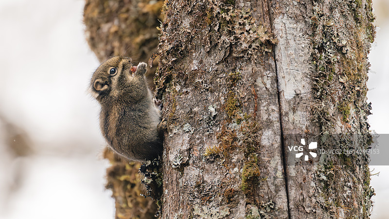 啃食果实的松鼠图片素材