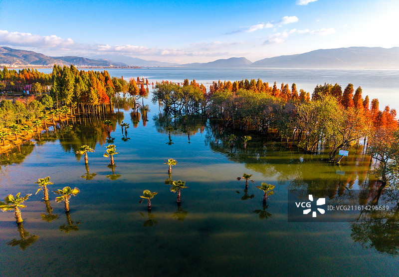 云南省玉溪市江川区星云湖湿地风光图片素材