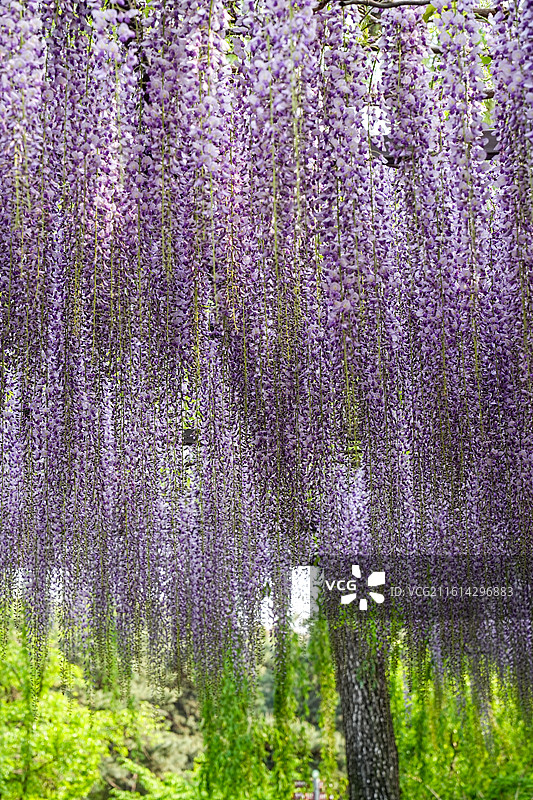 北京玉渊潭公园4月紫藤花盛开图片素材