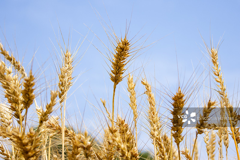 金色麦田与蓝天白云图片素材