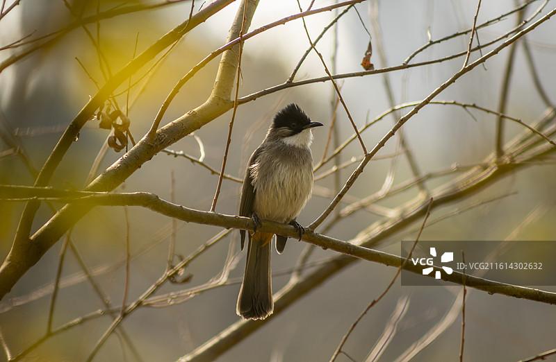 白喉红臀鹎图片素材