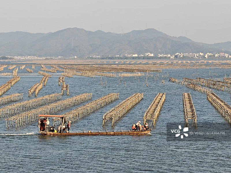 惠东赤岸蚝场图片素材