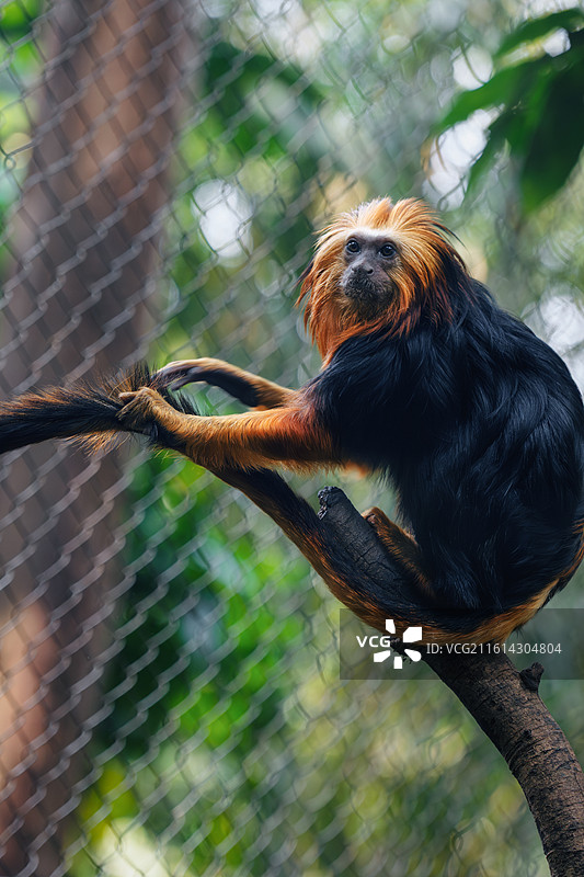 狮面狨猴-金头狮狨猴-广州长隆野生动物园图片素材