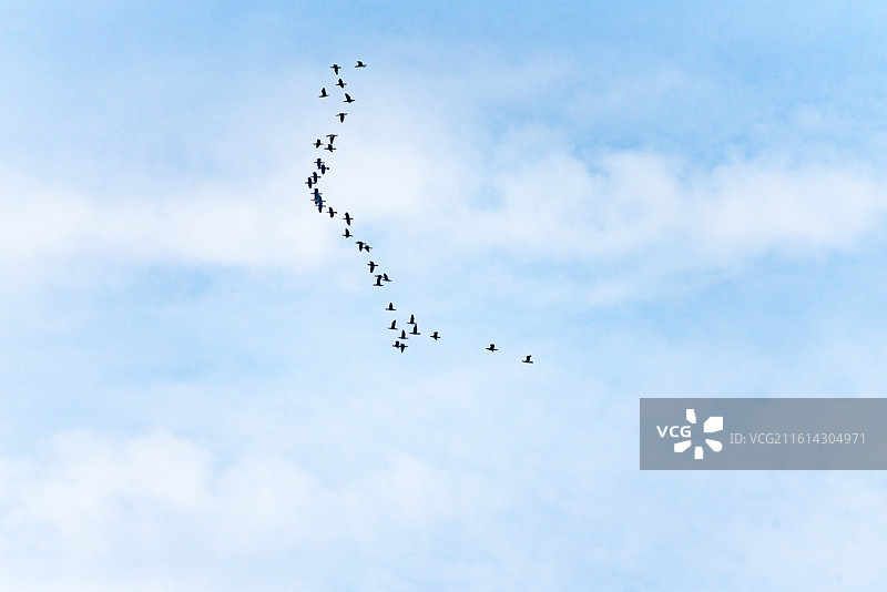 济南千佛山鸟瞰天空的低角度群鸟飞行瞰图图片素材