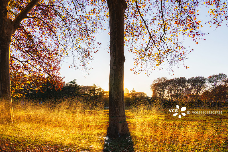 河南，郑州市，黄河迎宾馆，原河南省委第三招待所，三所，法国梧桐，法桐，落叶，秋季，秋景，世外桃源图片素材