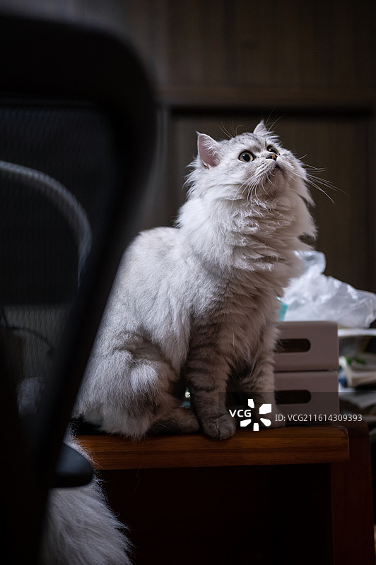 室内桌面上抬头好奇仰望的银渐层长毛幼猫侧写图片素材