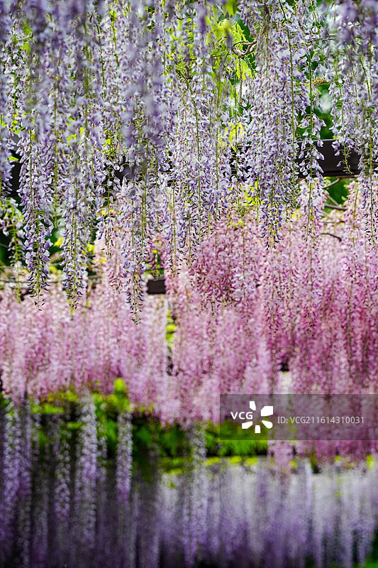 北京玉渊潭公园4月紫藤花盛开图片素材