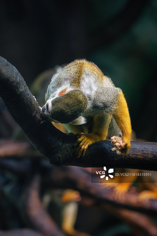 松鼠猴-灵长目图片素材