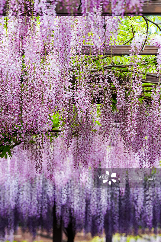 北京玉渊潭公园4月紫藤花盛开图片素材
