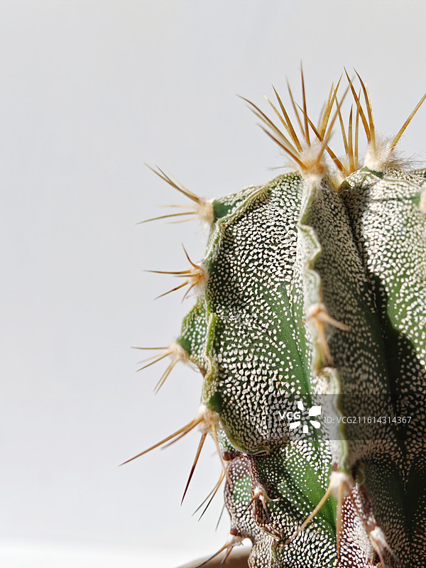 仙人球，盆栽仙人掌，毛茸茸的仙人球，可爱仙人球，仙人掌，星球仙人球，星兜仙人球，多肉植物，带刺的植物图片素材