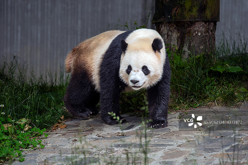 四川卧龙中华大熊猫苑的熊猫宝宝图片素材