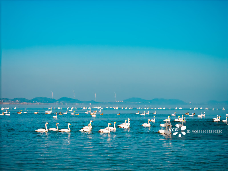 湖口县鄱阳湖候鸟迁徙图片素材
