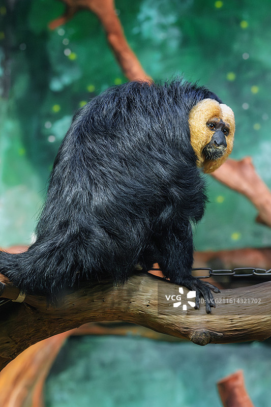 白脸僧面猴-广州长隆野生动物园图片素材