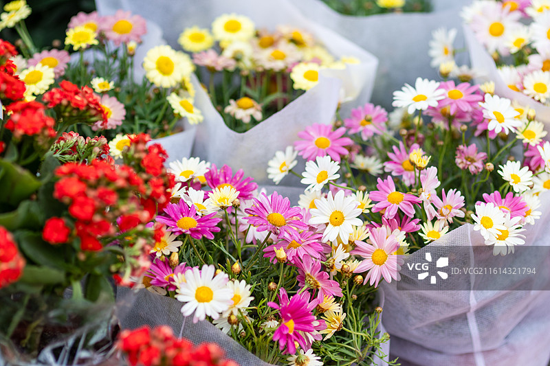 广东春节花街菊花图片素材