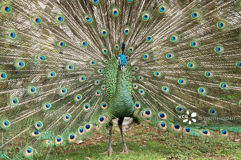 孔雀开屏图片素材