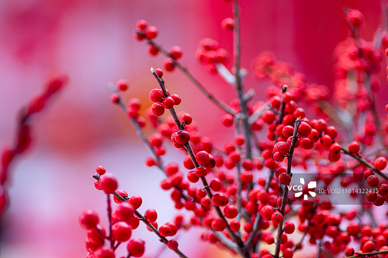广东春节花街喜庆的北美冬青图片素材