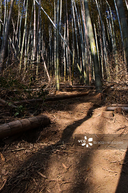 湖州西塞山古道毛竹林图片素材