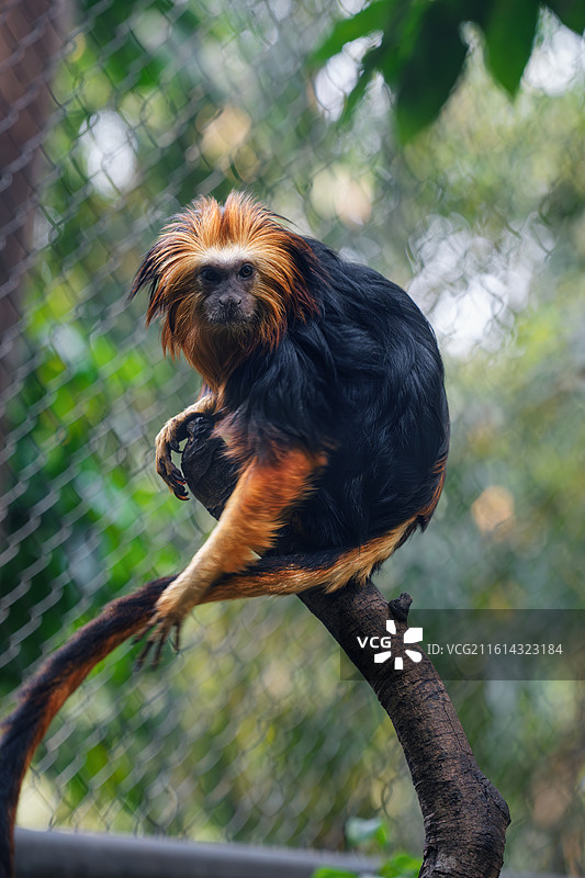 狮面狨猴-金头狮狨猴-广州长隆野生动物园图片素材