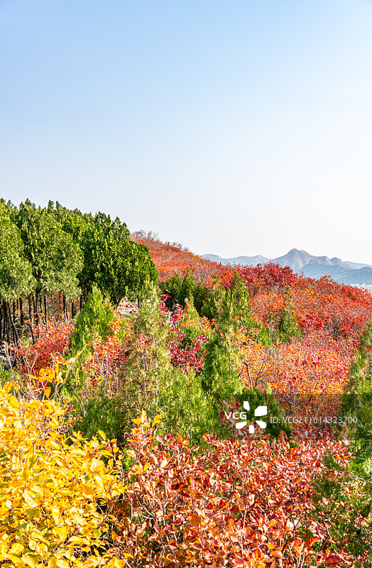 山东济南蝎子山黄栌红叶秋色景观特写镜头图片素材