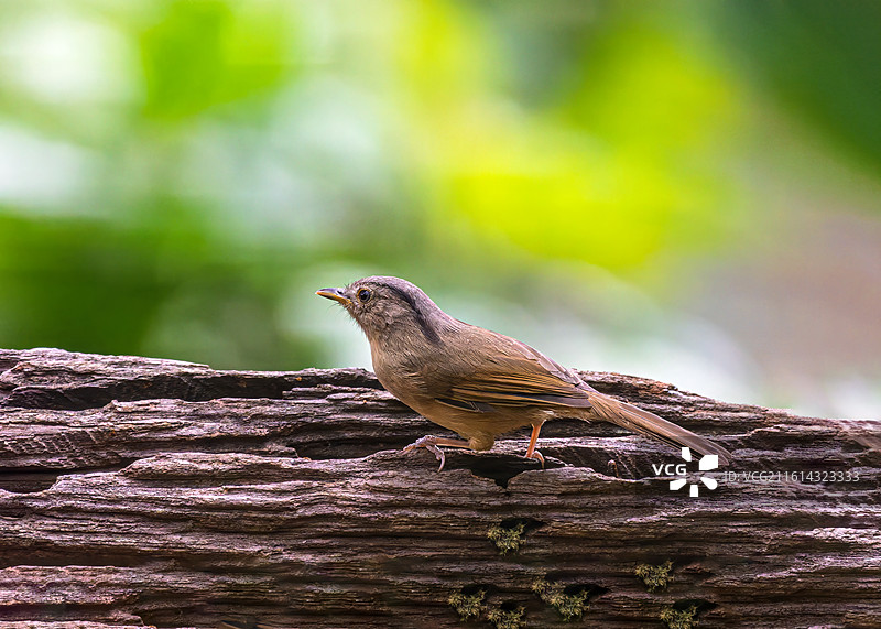褐脸雀鹛图片素材