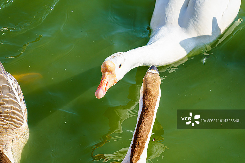 广州动物园里的天鹅图片素材