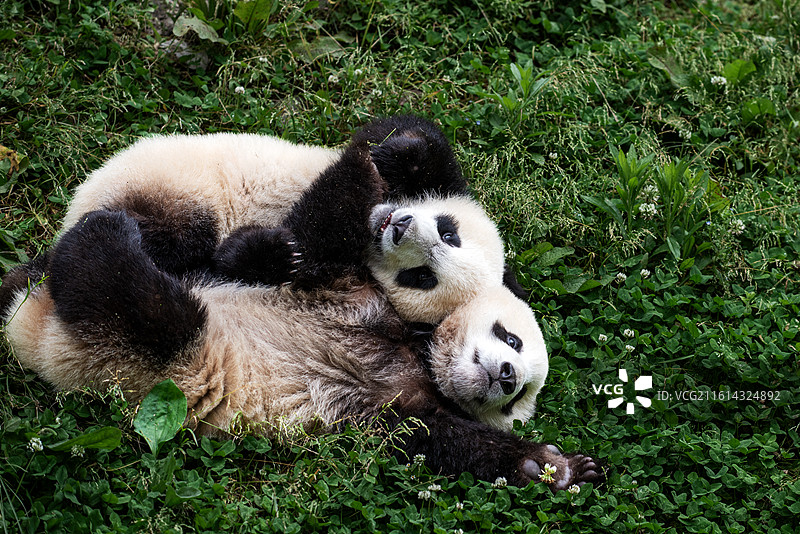 四川卧龙中华大熊猫苑的熊猫宝宝图片素材