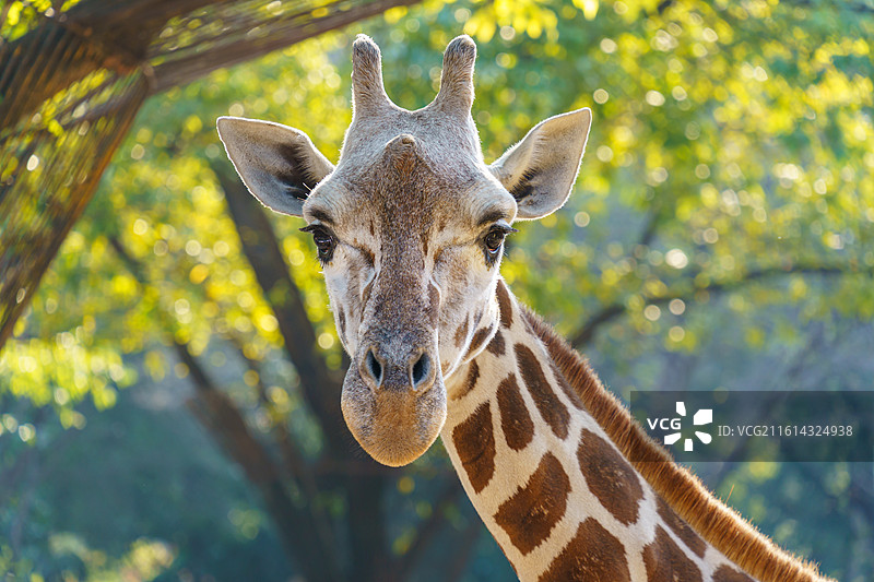 广州动物园的长颈鹿和犀牛图片素材